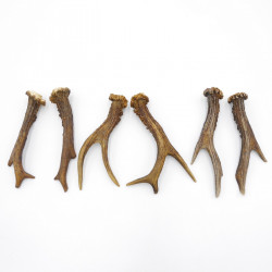 Rehstangen 3 Paar Stangen L 17-18 cm Gehörne Rehgeweihe Geweih Stange 14.3.141