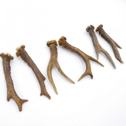 Rehstangen 3 Paar Stangen L 17-18 cm Gehörne Rehgeweihe Geweih Stange 14.3.141
