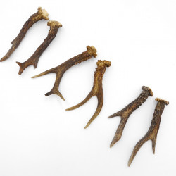 Rehstangen 3 Paar Stangen L 17-18 cm Gehörne Rehgeweihe Geweih Stange 14.3.141