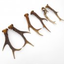 Rehstangen 3 Paar Stangen L 17-22 cm für Bastler Gehörne Rehgeweihe Geweih Stange 14.3.142