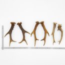 Rehstangen 3 Paar Stangen L 17-22 cm für Bastler Gehörne Rehgeweihe Geweih Stange 14.3.142