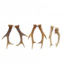 Rehstangen 3 Paar Stangen L 17-22 cm für Bastler Gehörne Rehgeweihe Geweih Stange 14.3.142