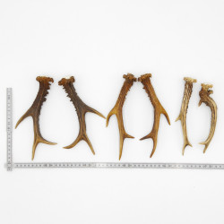Rehstangen 3 Paar Stangen L 17-22 cm für Bastler Gehörne Rehgeweihe Geweih Stange 14.3.142