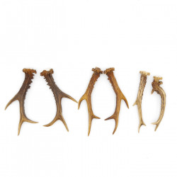 Rehstangen 3 Paar Stangen L 17-22 cm für Bastler Gehörne Rehgeweihe Geweih Stange 14.3.142