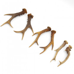 Rehstangen 3 Paar Stangen L 17-22 cm für Bastler Gehörne Rehgeweihe Geweih Stange 14.3.142