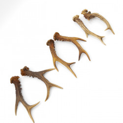 Rehstangen 3 Paar Stangen L 17-22 cm für Bastler Gehörne Rehgeweihe Geweih Stange 14.3.142