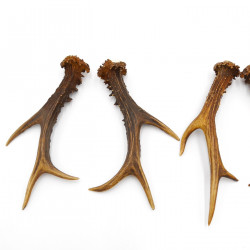 Rehstangen 3 Paar Stangen L 17-22 cm für Bastler Gehörne Rehgeweihe Geweih Stange 14.3.142