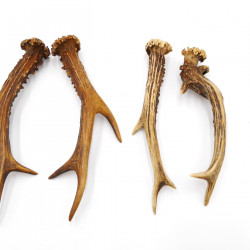 Rehstangen 3 Paar Stangen L 17-22 cm für Bastler Gehörne Rehgeweihe Geweih Stange 14.3.142