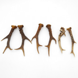 Rehstangen 3 Paar Stangen L 17-22 cm für Bastler Gehörne Rehgeweihe Geweih Stange 14.3.142