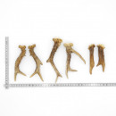 Rehstangen 6 Stück Stangen L 11-17 cm Gehörne Rehgeweihe Geweih Stange 14.3.143
