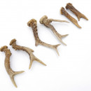 Rehstangen 6 Stück Stangen L 11-17 cm Gehörne Rehgeweihe Geweih Stange 14.3.143