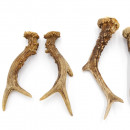 Rehstangen 6 Stück Stangen L 11-17 cm Gehörne Rehgeweihe Geweih Stange 14.3.143