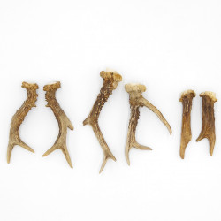 Rehstangen 6 Stück Stangen L 11-17 cm Gehörne Rehgeweihe Geweih Stange 14.3.143