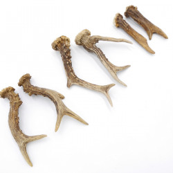 Rehstangen 6 Stück Stangen L 11-17 cm Gehörne Rehgeweihe Geweih Stange 14.3.143