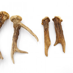 Rehstangen 6 Stück Stangen L 11-17 cm Gehörne Rehgeweihe Geweih Stange 14.3.143
