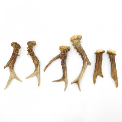 Rehstangen 6 Stück Stangen L 11-17 cm Gehörne Rehgeweihe Geweih Stange 14.3.143
