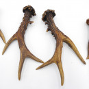 Rehstangen 3 Paar Stangen L 17-22 cm Gehörne Rehgeweihe Geweih Stange 14.3.144
