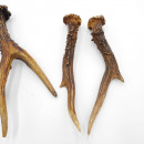 Rehstangen 3 Paar Stangen L 17-22 cm Gehörne Rehgeweihe Geweih Stange 14.3.144
