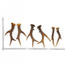 Rehstangen 3 Paar Stangen L 17-22 cm Gehörne Rehgeweihe Geweih Stange 14.3.144