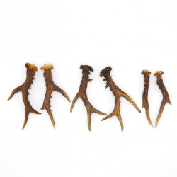 Rehstangen 3 Paar Stangen L 17-22 cm Gehörne Rehgeweihe Geweih Stange 14.3.144
