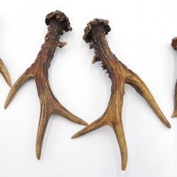 Rehstangen 3 Paar Stangen L 17-22 cm Gehörne Rehgeweihe Geweih Stange 14.3.144