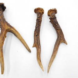 Rehstangen 3 Paar Stangen L 17-22 cm Gehörne Rehgeweihe Geweih Stange 14.3.144