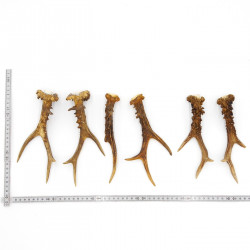 Rehstangen 3 Paar Stangen L 20-21 cm Gehörne Rehgeweihe Geweih Stange 14.3.145