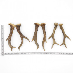 Rehstangen 3 Paar Stangen L 18-19 cm Gehörne Rehgeweihe Geweih Stange 14.3.147