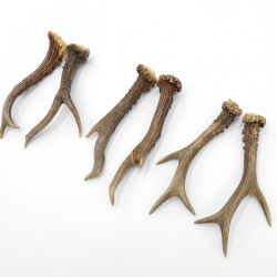Rehstangen 3 Paar Stangen L 18-19 cm Gehörne Rehgeweihe Geweih Stange 14.3.147
