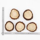 Rosen Abwurf-Rose Hirsch Geweihstange Rothirsch Geweih basteln schnitzen Schmuck