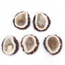 Rosen Abwurf-Rose Hirsch Geweihstange Rothirsch Geweih basteln schnitzen Schmuck