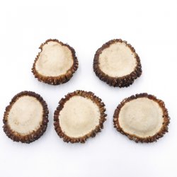 Rosen Abwurf-Rose Hirsch Geweihstange Rothirsch Geweih basteln schnitzen Schmuck