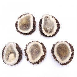 Rosen Abwurf-Rose Hirsch Geweihstange Rothirsch Geweih basteln schnitzen Schmuck