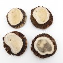 Rosen 4 Stück Abwurf-Rose Hirsch Geweihstange Rothirsch Geweih basteln schnitzen Schmuck 71.5.3.11