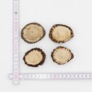 Rosen 4 Stück Abwurf-Rose Hirsch Geweihstange Rothirsch Geweih basteln schnitzen Schmuck 71.5.3.12