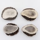 Rosen 4 Stück Abwurf-Rose Hirsch Geweihstange Rothirsch Geweih basteln schnitzen Schmuck 71.5.3.12