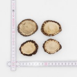 Rosen 4 Stück Abwurf-Rose Hirsch Geweihstange Rothirsch Geweih basteln schnitzen Schmuck 71.5.3.12