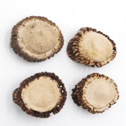 Rosen 4 Stück Abwurf-Rose Hirsch Geweihstange Rothirsch Geweih basteln schnitzen Schmuck 71.5.3.12