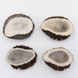 Rosen 4 Stück Abwurf-Rose Hirsch Geweihstange Rothirsch Geweih basteln schnitzen Schmuck 71.5.3.12