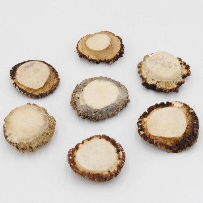 Rosen 7 Stück Rose Hirsch Geweihstange Rothirsch Geweih basteln schnitzen Schmuck 71.5.3.13