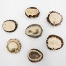 Rosen 7 Stück Rose Hirsch Geweihstange Rothirsch Geweih basteln schnitzen Schmuck 71.5.3.13