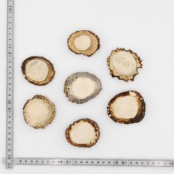 Rosen 7 Stück Rose Hirsch Geweihstange Rothirsch Geweih basteln schnitzen Schmuck 71.5.3.13