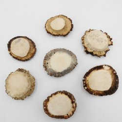 Rosen 7 Stück Rose Hirsch Geweihstange Rothirsch Geweih basteln schnitzen Schmuck 71.5.3.13