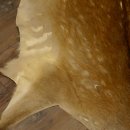 Damhirsch 3 Stück Felle Fell Hirschfell Vorleger Teppich Deko Länge 102-106 cm 87.3.20