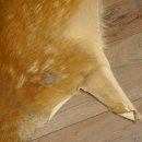 Damhirsch 3 Stück Felle Fell Hirschfell Vorleger Teppich Deko Länge 105-123 cm 87.3.21