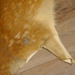 Damhirsch 3 Stück Felle Fell Hirschfell Vorleger Teppich Deko Länge 105-123 cm 87.3.21