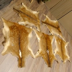 Damhirsch 5 Stück Felle Fell Hirschfell Vorleger Teppich Deko Länge 100-116 cm 87.3.22