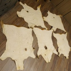 Damhirsch 5 Stück Felle Fell Hirschfell Vorleger Teppich Deko Länge 100-116 cm 87.3.22