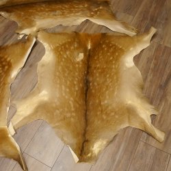 Damhirsch 5 Stück Felle Fell Hirschfell Vorleger Teppich Deko Länge 100-116 cm 87.3.22