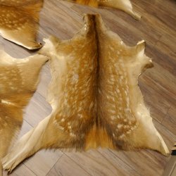 Damhirsch 5 Stück Felle Fell Hirschfell Vorleger Teppich Deko Länge 100-116 cm 87.3.22